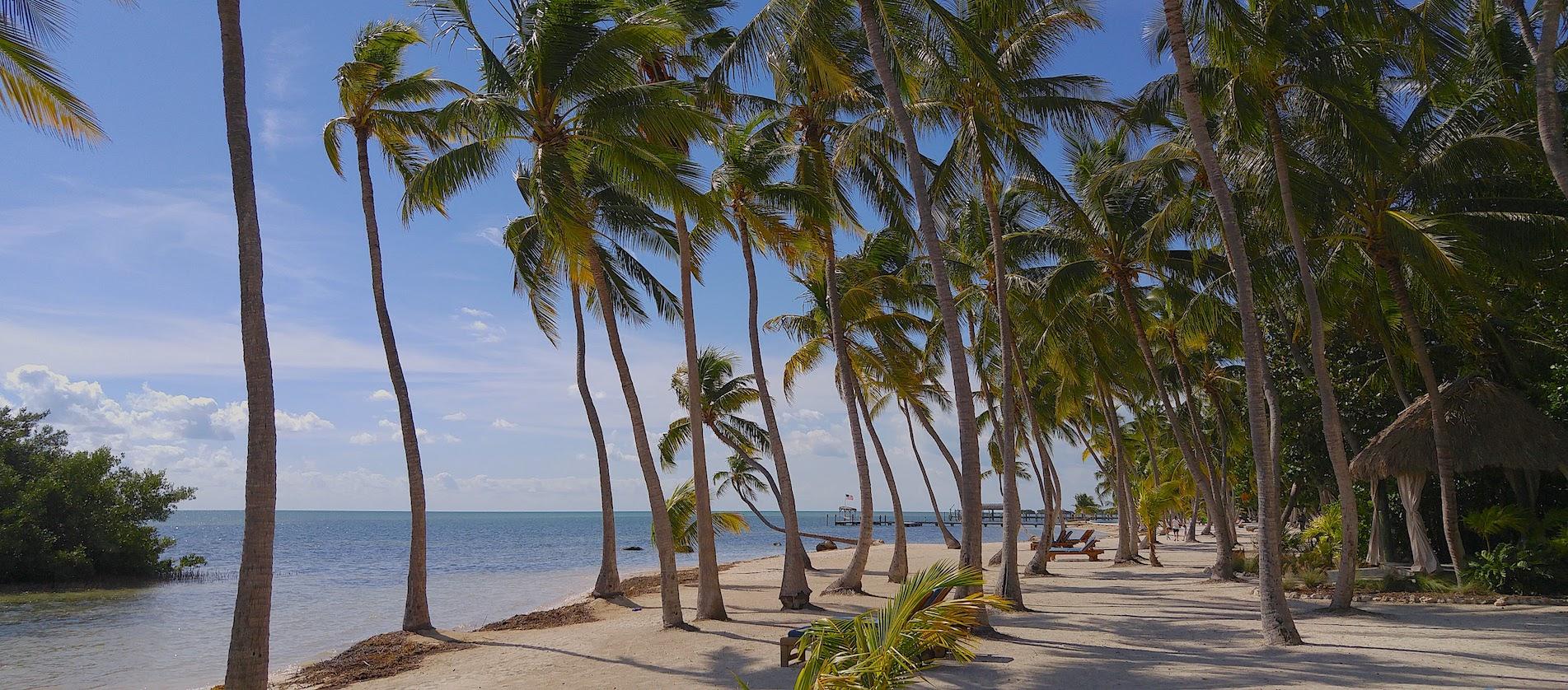 Islamorada, Florida Keys - view of palm trees swaying in the breeze